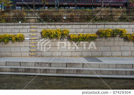 Flower along the walkway of Cheonggyecheon stream, a modern public space in Seoul, South Korea 87429304