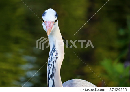 站在水邊的一隻灰鷺的臉的特寫 87429323