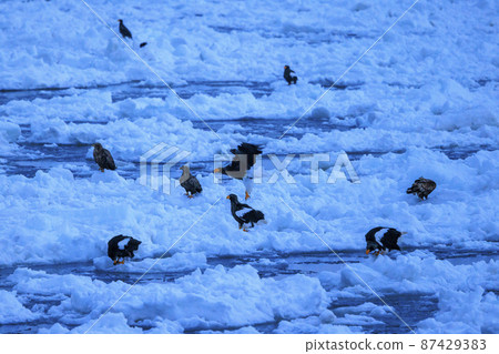 流冰原地飛翔的虎頭海雕(北海道羅臼) 流冰原地飛翔的虎頭海雕(北海道羅臼) 87429383