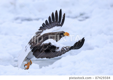 流冰原地飛翔的虎頭海雕（北海道羅臼） 87429384