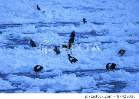 流冰原地飛翔的虎頭海雕（北海道羅臼） 87429385