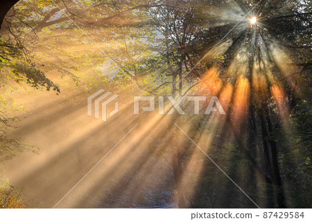 Light morning light 87429584
