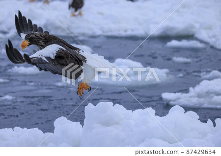Steller's sea eagle flying in the drift ice field (in Rausu, Hokkaido) Steller's sea eagle flying in the drift ice field (in Rausu, Hokkaido) 87429634