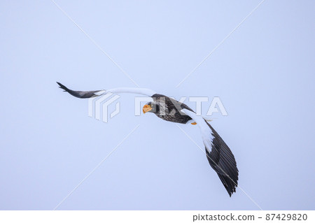 Flying Steller's Sea Eagle(北海道羅臼) Flying Steller's Sea Eagle(北海道羅臼) 87429820