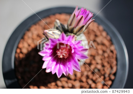 Cactus Elaborate Turbinicarpus Rose Maru 87429943