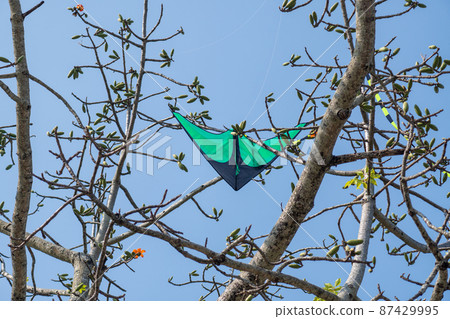 Kite stuck on the branch of a tree. 87429995