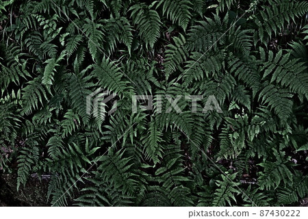 Landscape of many overlapping fern leaves 4 Landscape of many overlapping fern leaves 4 87430222