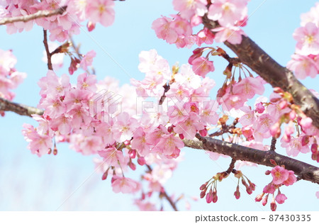 Kawazu cherry tree Kawazu cherry tree 87430335
