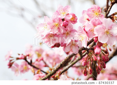 Kawazu cherry tree 87430337