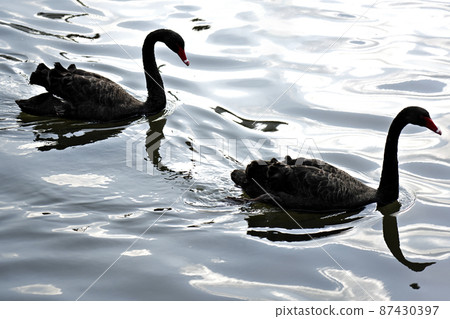 Two black birds on the lake 87430397