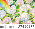 hydrangea   87430937