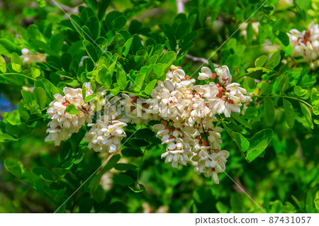 White acacia flowers closeup (Robinia pseudoacacia). Acacia tree bloom White acacia flowers closeup (Robinia pseudoacacia). Acacia tree bloom 87431057
