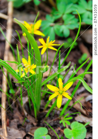 Yellow star-of-Bethlehem flowers (Gagea lutea) on a green meadow Yellow star-of-Bethlehem flowers (Gagea lutea) on a green meadow 87431059