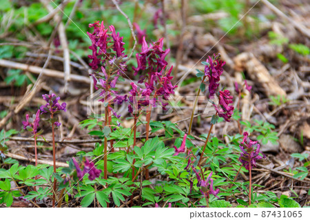 Purple corydalis flowers in forest at spring Purple corydalis flowers in forest at spring 87431065