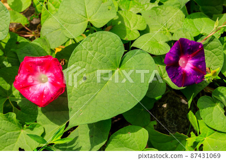 Beautiful morning glory flowers in the garden 87431069