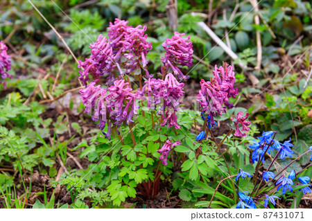 Purple corydalis flowers in forest at spring 87431071