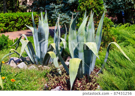 Agave tequilana, commonly called blue agave (agave azul) or tequila agave Agave tequilana, commonly called blue agave (agave azul) or tequila agave 87431256