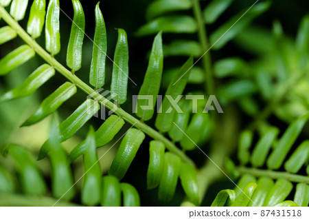 Young leaves of Ryubintai sprout 87431518