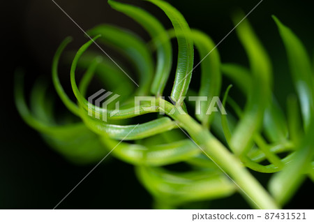 Ryubintai's sprout, natural modeling beauty 87431521