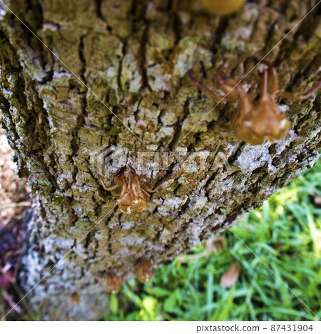 Molt of Cicada on tree bark Molt of Cicada on tree bark 87431904
