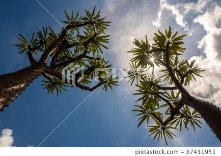 Madagascar palm the Spiky desert plant in the hard sunlight of daytime 87431951