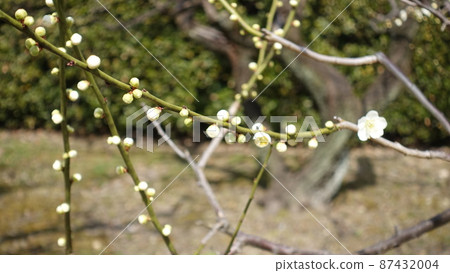 From Nagoya's plum news, flowering situation March 5 From Nagoya's plum news, flowering situation March 5 87432004