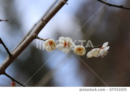 Landscape of plum tree branches with five white flowers Landscape of plum tree branches with five white flowers 87432005