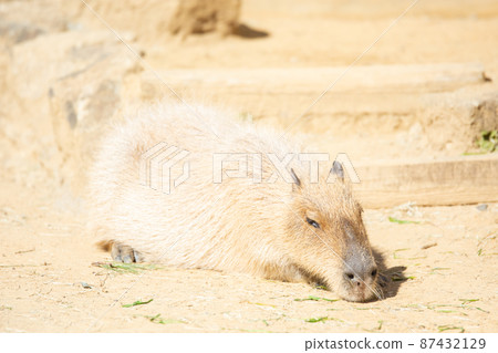 放鬆的水豚 87432129