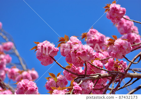 Double cherry blossoms in full bloom 87432173