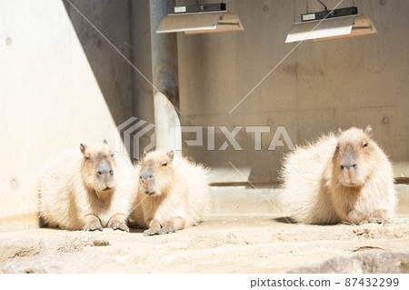 放鬆的水豚 87432299