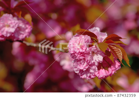 Double cherry blossoms in full bloom Double cherry blossoms in full bloom 87432359