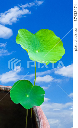 Isolated waterlily leaves on green background with clipping path Isolated waterlily leaves on green background with clipping path 87432474