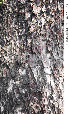 Texture of crack gray rain tree bark Texture of crack gray rain tree bark 87432475