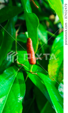 Green long pepper with green leaves Green long pepper with green leaves 87432479