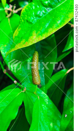 Green long pepper with green leaves 87432480