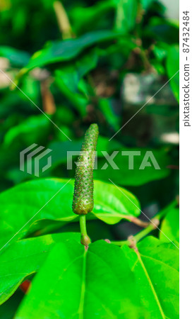Green long pepper with green leaves Green long pepper with green leaves 87432484