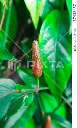 Green long pepper with green leaves 87432487