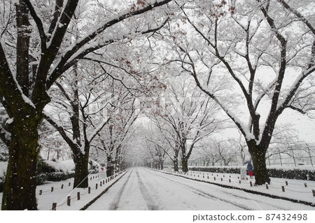 Snow and trees 87432498