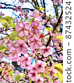櫻花 87432524
