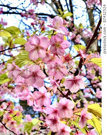 櫻花 櫻花 87432524