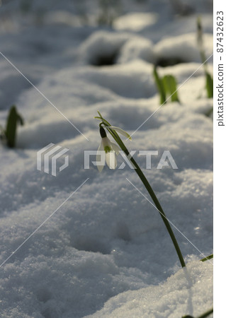 Snowdrop and snow 87432623