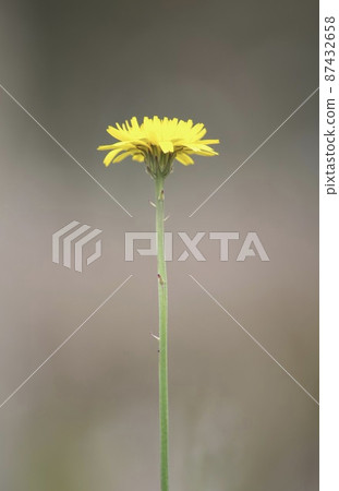 One cute dandelion 87432658