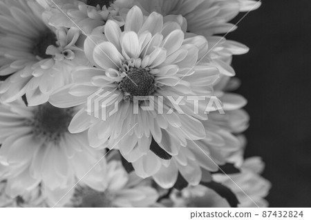 菊花花單色 87432824