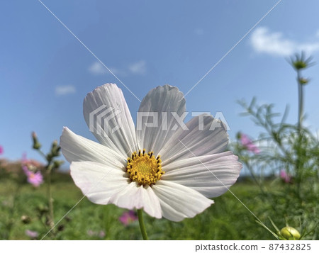 藍天和白波斯菊 87432825