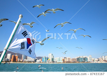 從遊輪上看釜山五六島前海中的海鷗 87433167