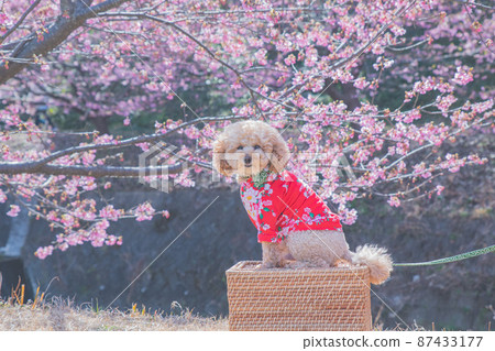 河津櫻花和狗 87433177