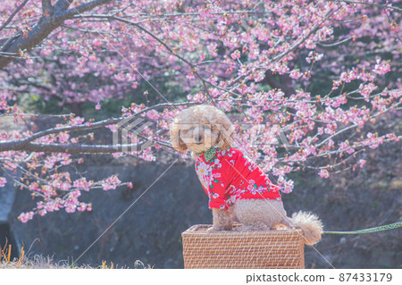 河津櫻花和狗 87433179
