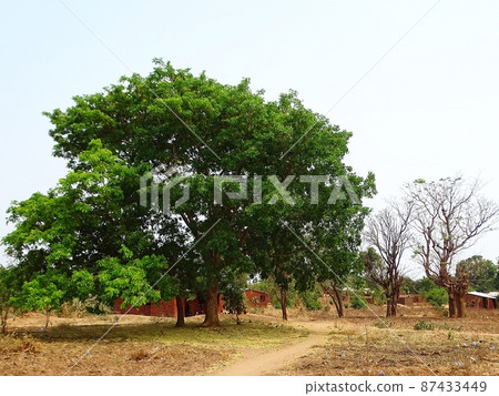 Everyday scenery of Malawi and Zomba in Africa 87433449