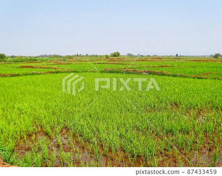 Everyday scenery of Malawi and Zomba in Africa Everyday scenery of Malawi and Zomba in Africa 87433459