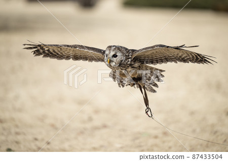 Flying owls, birds of prey 87433504